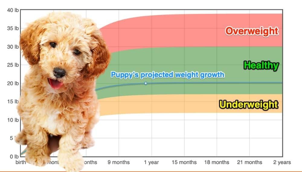 Maltipoo Weight+Growth Chart 2024 How Heavy Will My Maltipoo Weigh